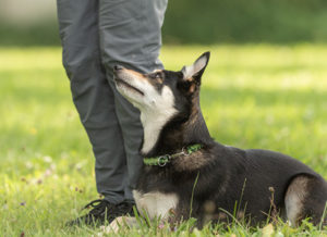 Canine Good Citizen Dog Training Program in Clarksville Tennessee
