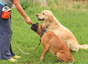 Private Dog Trainer in Clarksville, TN